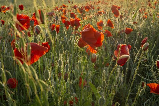 Red corn poppies in an agricultural field or meadow backlit at sunset with assorted wildflowers conceptual of spring