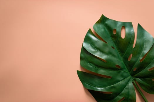 green tropical leaves monstera on orange pastel background with copy space. flat lay, top view