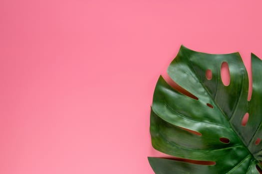 green tropical leaves monstera on pink background with copy space. flat lay, top view
