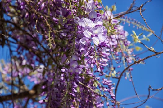 Flowers macros. Detail of petals and leaves. Colorful flowers on a sunny day