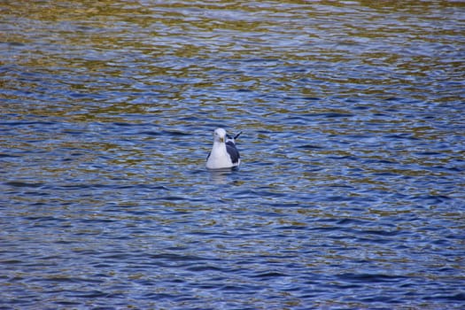 Seagull in a canal on a sunny day