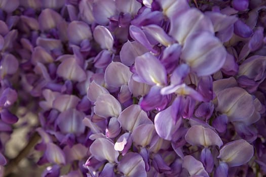 Flowers macros. Detail of petals and leaves. Colorful flowers on a sunny day