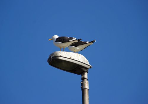 Birds on a lightpole on a sunny day