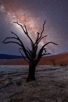 acacia in Dead Vlei landscape, Namib desert, dead acacia tree in valley with night milky way sky, Namibia Sossusvlei, Africa wilderness landscape