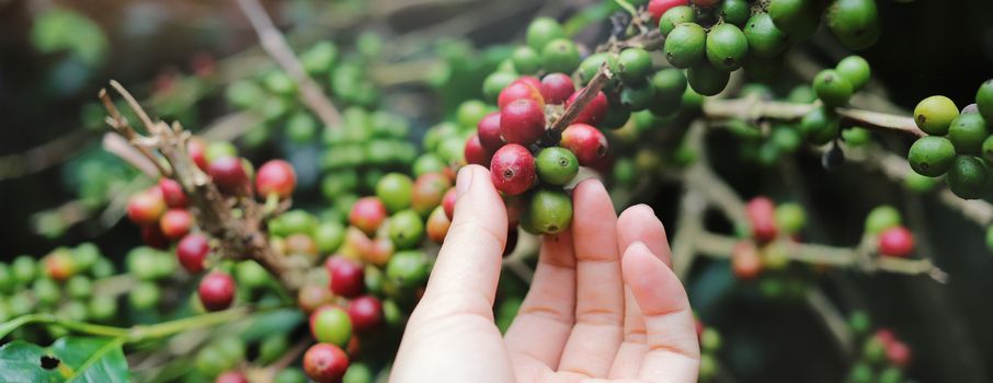 Close up woman hand picking red arabica coffee beans on coffee plant, photo banner for website header design 