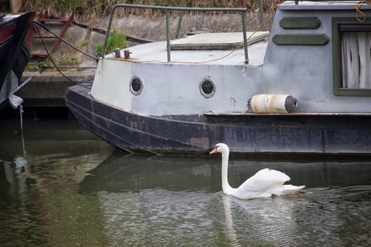 White swan in a canal