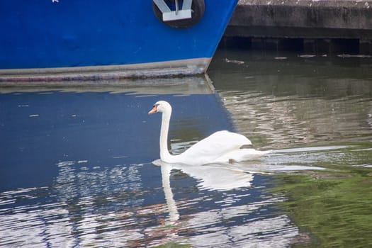 White swan in a canal