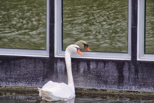 White swan in a canal