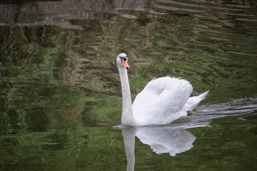 White swan in a canal