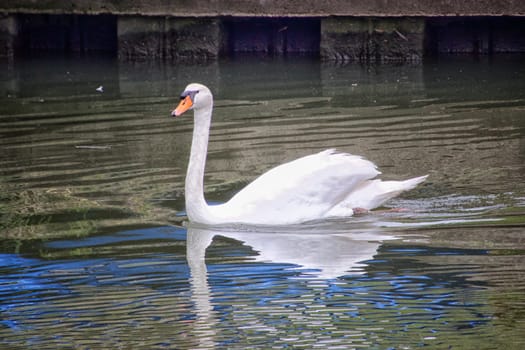 White swan in a canal