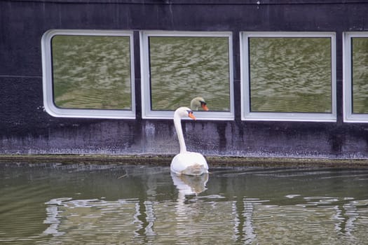 White swan in a canal