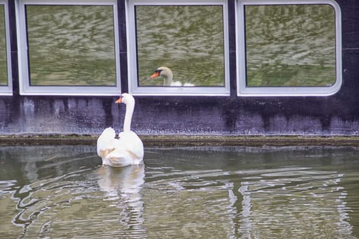 White swan in a canal