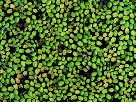 Many little fresh green leaves floating on water background. Nature green leaf texture.