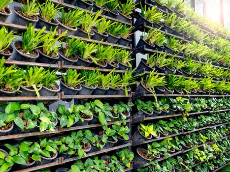 Vertical green garden. Beautiful home garden with rows of hanging pots on the wall with sunlight.