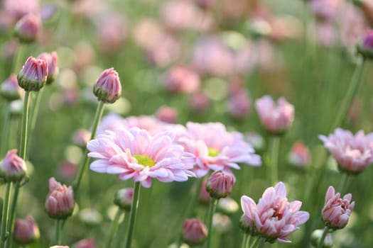 Pink Chrysanthemum flower getting dry under morning sunlight at flower field