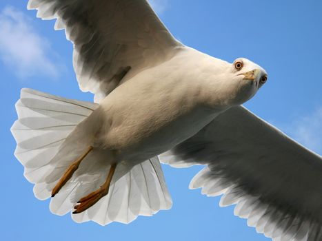 Curious seagull