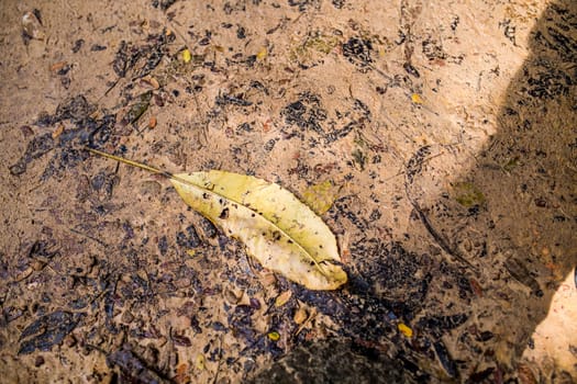 A yellow leaf on the sand.