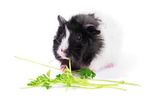 Cute black and white guinea pig eating parsley, isolated on white background.