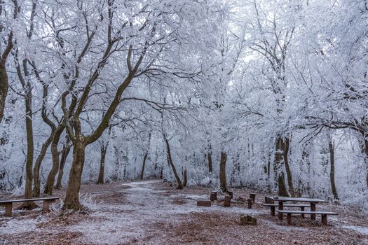 Frozen forest on a cloudy, cold day