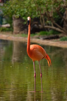 American flamingo (Phoenicopterus ruber) pink bird in pond