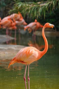 American flamingo (Phoenicopterus ruber) pink bird in pond