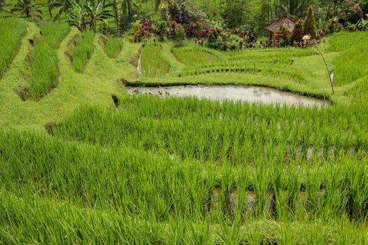 Green rice fields on Bali island, Jatiluwih, near Ubud, Indonesia, Asia. A beautiful scenery of a terraced rice field. Travel and nature background.