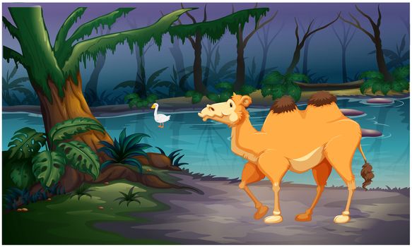 camel is coming to drink water in the forest river
