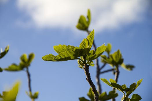 Spring blossoms: a fig tree pushes its branches towards the blue sky showing the first leaves that grow in backlight
