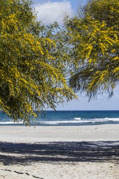 Two mimosa trees make an arch that acts as an entrance to the white beach with the blue of the sea and the sky in the background