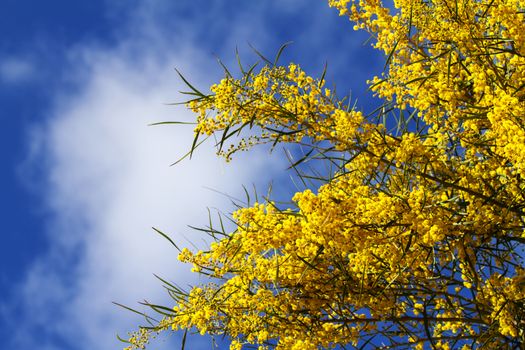 Branches of mimosa in full bloom in the bright sunshine on the blue sky of spring