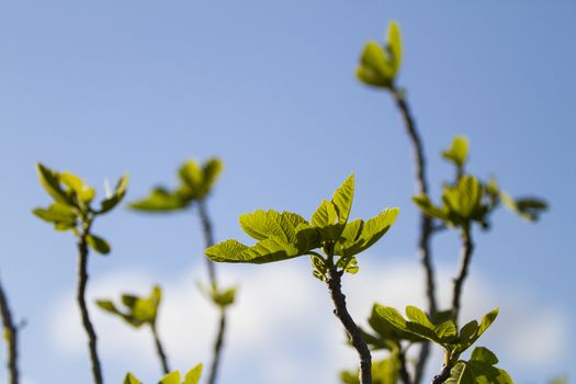 Spring blossoms: a fig tree pushes its branches towards the blue sky showing the first leaves that grow in backlight