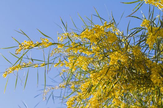 Branches of mimosa in full bloom in the bright sunshine on the blue sky of spring