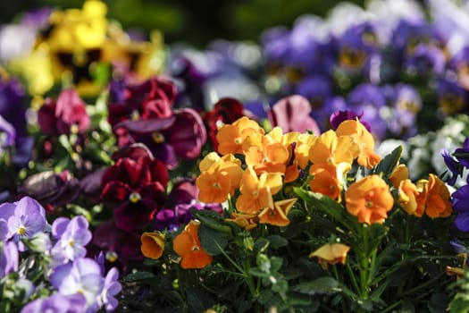 Spring: orange primroses in selective focus amidst a group of mixed colored flowers in bokeh