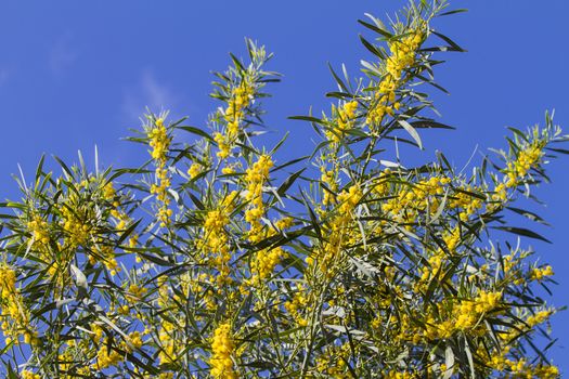 Branches of mimosa in full bloom in the bright sunshine on the blue sky of spring