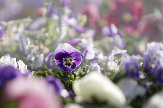 Spring: a purple and white primrose in selective focus amidst a group of mixed colored flowers in bokeh