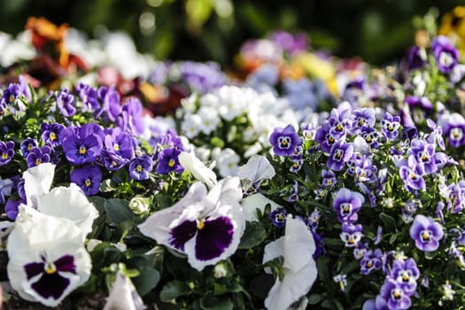 Spring: purple primroses in selective focus amidst a group of mixed colored flowers in bokeh