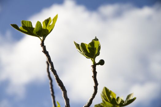 Spring blossoms: a fig tree pushes its branches towards the blue sky showing the first leaves that grow with a small fig fruit in backlight