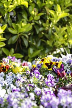 Spring: a purple and yellow primrose in selective focus amidst a group of mixed colored flowers in bokeh