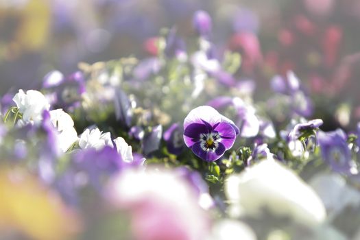 Spring: a purple and white primrose in selective focus amidst a group of mixed colored flowers in bokeh