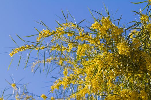 Branches of mimosa in full bloom in the bright sunshine on the blue sky of spring