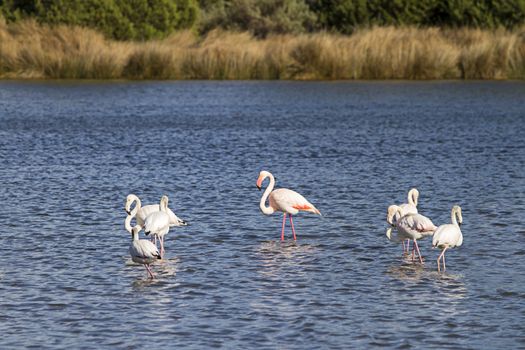 Family of flamingos with the adult male in the center and six puppies around in the pond near the shore of the Budoni sea in Sardinia