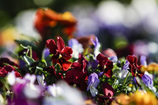 Spring: a red primrose in selective focus amidst a group of mixed colored flowers in bokeh