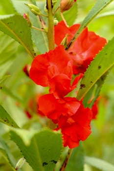 Impatiens balsamina with red flowers blossom and green leaves. Selective focus. Flowers of Impatiens Balsamina in a wicker basket. This flowers Hindu believers in Bali as offerings to the gods.