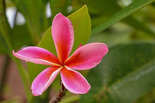 Pink plumeria on the plumeria tree, frangipani tropical flowers. Blossom Plumeria flowers on light blurred background. Frangipani close up. Flower background for romantic decoration. Health and Spa.