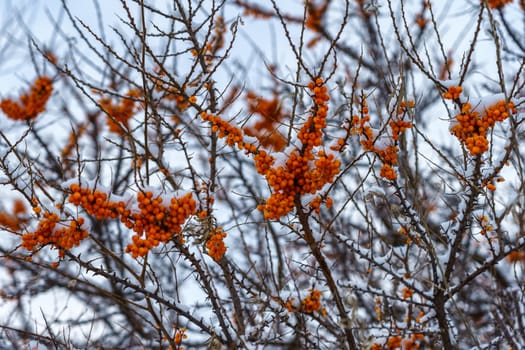 Sea buckthorn bush with orange berries on a winter day under the snow