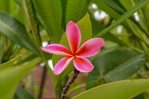 Pink plumeria on the plumeria tree, frangipani tropical flowers. Blossom Plumeria flowers on light blurred background. Frangipani close up. Flower background for romantic decoration. Health and Spa.