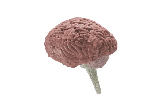 Human brain human anatomy on white isolated background, 3d rendering.