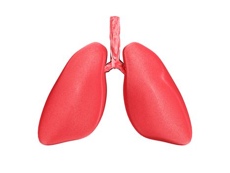 Human Lungs, respiratory system on white isolated background.3d rendering.