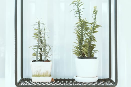 Closeup green succulent in white bottle pot on white wallpaper background, selective focus