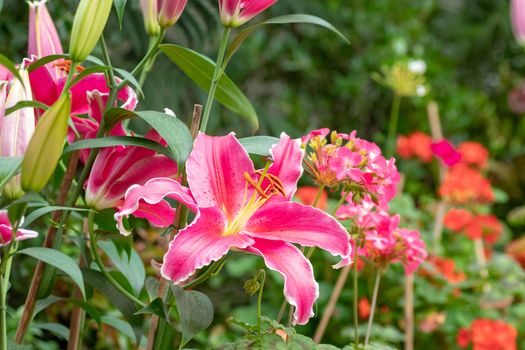 big pink beautiful Tiger Lily flower in the garden